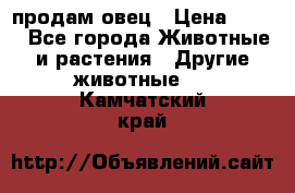  продам овец › Цена ­ 100 - Все города Животные и растения » Другие животные   . Камчатский край